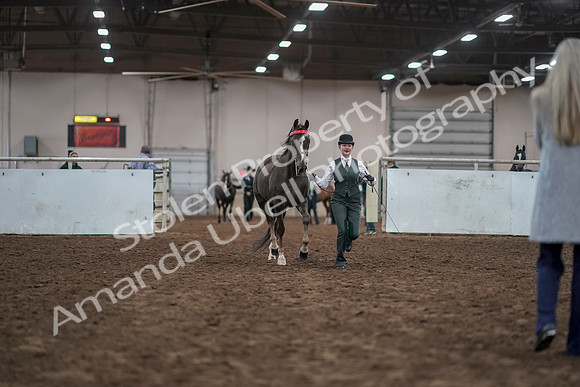 2019 Morgan Horse Show - Aug 31, 2019 - 01885
