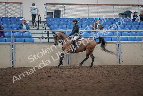 2019 Morgan Horse Show - Aug 31, 2019 - 15030