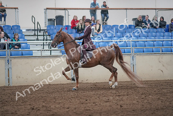 2019 Morgan Horse Show - Aug 31, 2019 - 20408