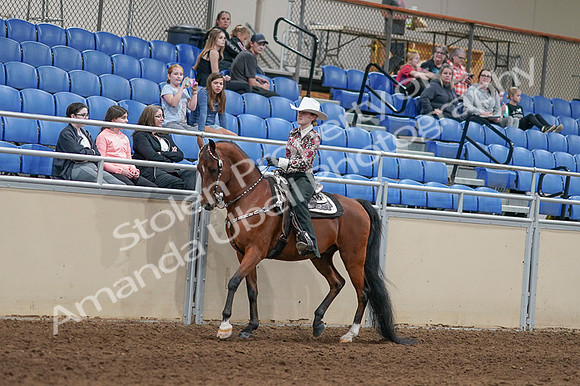 2020 - AB Morgan Horse - Fri, Sept 04 - 08299