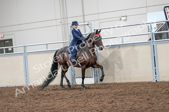 2020 - AB Morgan Horse - Sat, Sept 05 - 04873