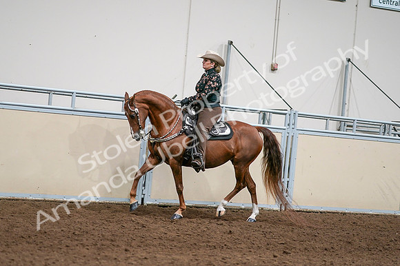 2020 - AB Morgan Horse - Fri, Sept 04 - 08421