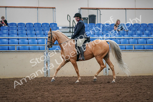 2019 Morgan Horse Show - Aug 30, 2019 - 16233