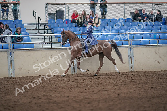 2019 Morgan Horse Show - Aug 31, 2019 - 20562