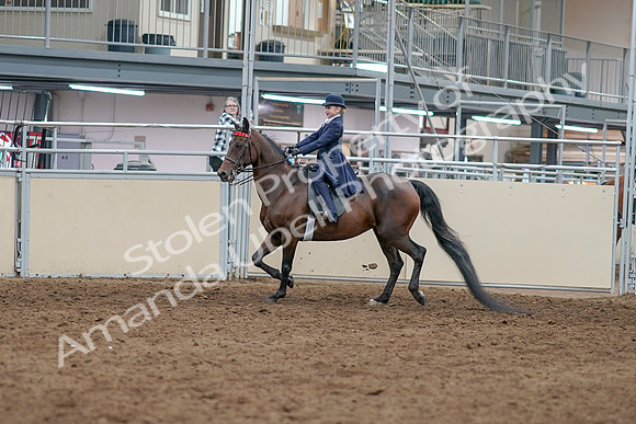 2020 - AB Morgan Horse - Sat, Sept 05 - 04743