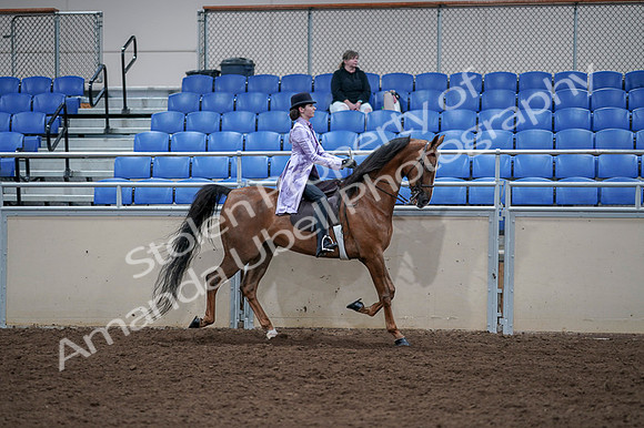 2020 - AB Morgan Horse - Fri, Sept 04 - 05087