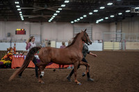 2019 Morgan Horse Show - Aug 31, 2019 - 01036