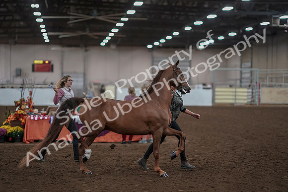 2019 Morgan Horse Show - Aug 31, 2019 - 01036