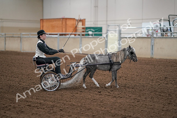 2019 Morgan Horse Show - Aug 30, 2019 - 13357