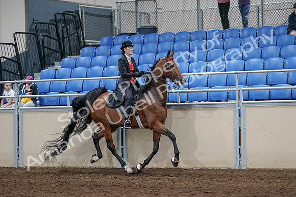 2020 - AB Morgan Horse - Sat, Sept 05 - 06794