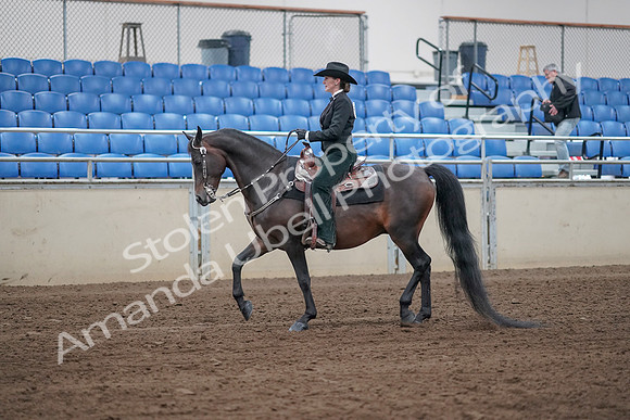 2019 Morgan Horse Show - Sept 01, 2019 - 11198