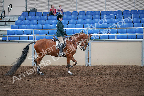 2020 - AB Morgan Horse - Sat, Sept 05 - 05120