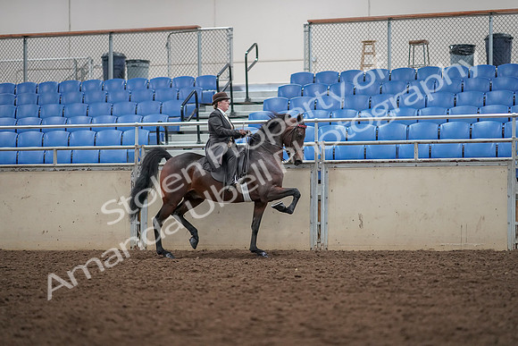 2019 Morgan Horse Show - Aug 30, 2019 - 28224
