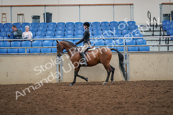 2019 Morgan Horse Show - Aug 30, 2019 - 23155