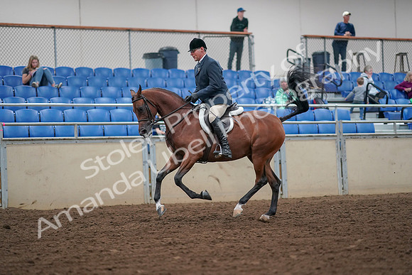2019 Morgan Horse Show - Aug 30, 2019 - 16350