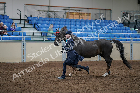 2020 - AB Morgan Horse - Fri, Sept 04 - 00676