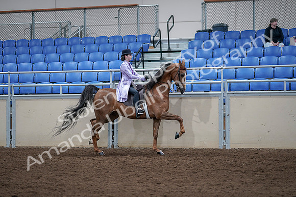 2020 - AB Morgan Horse - Fri, Sept 04 - 05084