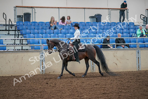 2019 Morgan Horse Show - Aug 30, 2019 - 16762