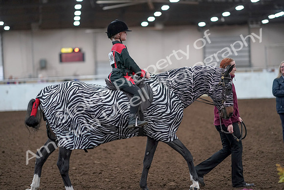 2019 Morgan Horse Show - Aug 31, 2019 - 10031