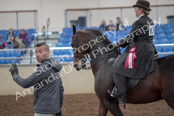 2019 Morgan Horse Show - Aug 30, 2019 - 28275