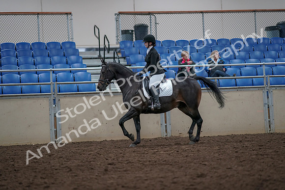 2019 Morgan Horse Show - Aug 31, 2019 - 16546