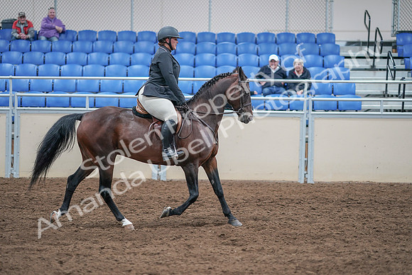 2020 - AB Morgan Horse - Sat, Sept 05 - 09359