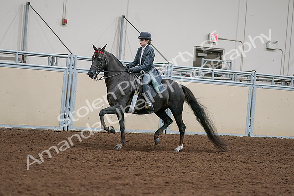 2020 - AB Morgan Horse - Sat, Sept 05 - 13632