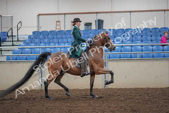 2019 Morgan Horse Show - Aug 30, 2019 - 28262