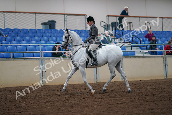 2019 Morgan Horse Show - Aug 30, 2019 - 17263