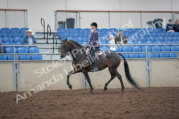 2019 Morgan Horse Show - Aug 31, 2019 - 14937
