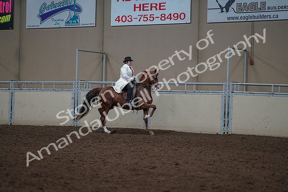2019 Morgan Horse Show - Aug 31, 2019 - 17929