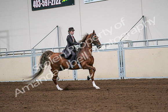 2020 - AB Morgan Horse - Sat, Sept 05 - 06446