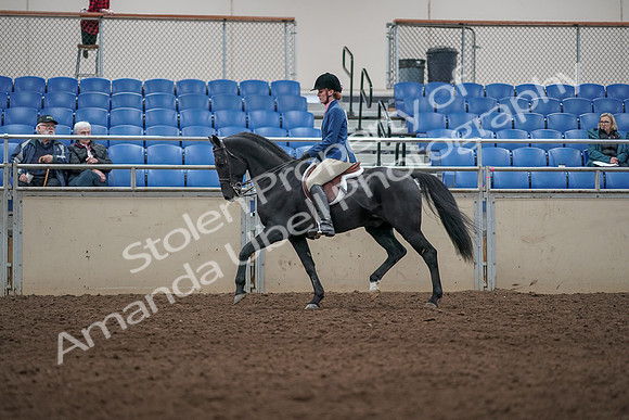 2019 Morgan Horse Show - Aug 31, 2019 - 07286