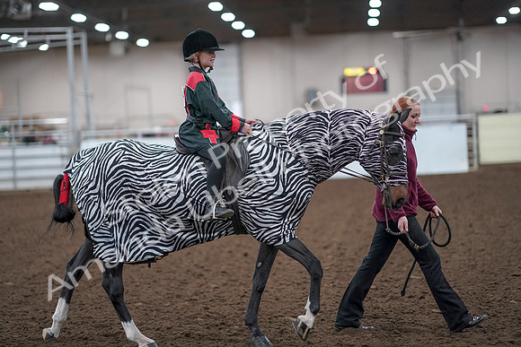 2019 Morgan Horse Show - Aug 31, 2019 - 10021