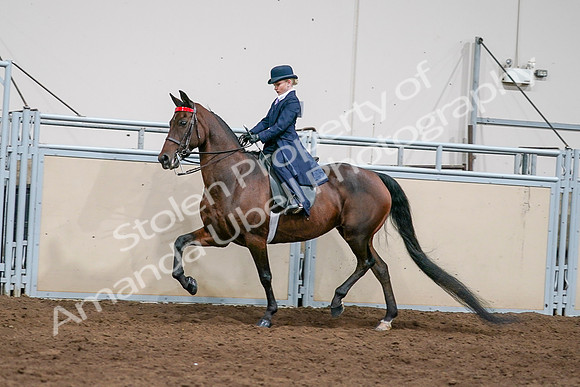 2020 - AB Morgan Horse - Sat, Sept 05 - 04921