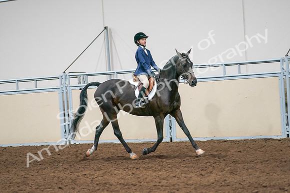 2020 - AB Morgan Horse - Sun, Sept 06 - 08027
