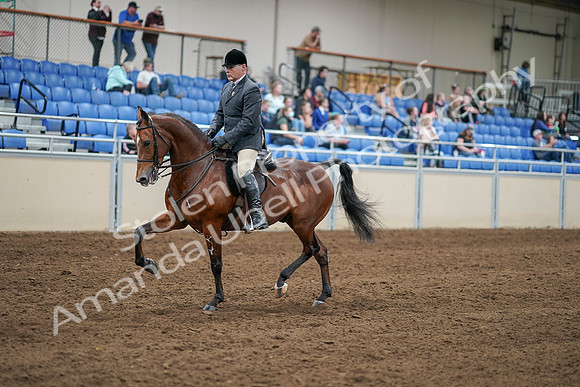 2020 - AB Morgan Horse - Sat, Sept 05 - 06867