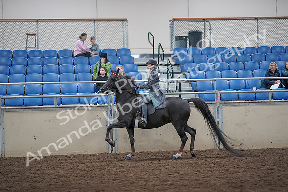 2019 Morgan Horse Show - Aug 31, 2019 - 09439