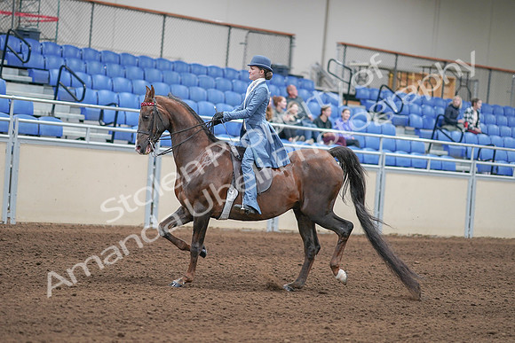 2020 - AB Morgan Horse - Sun, Sept 06 - 00021