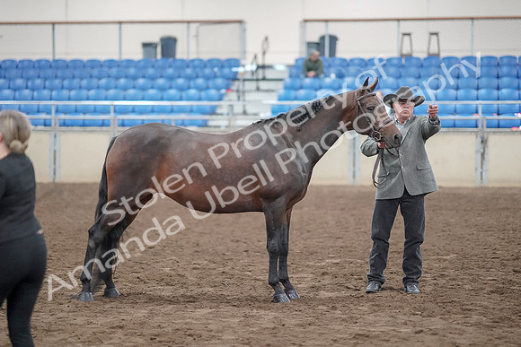 2019 Morgan Horse Show - Aug 31, 2019 - 03746
