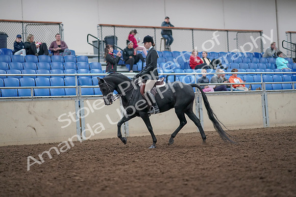 2019 Morgan Horse Show - Aug 31, 2019 - 14659