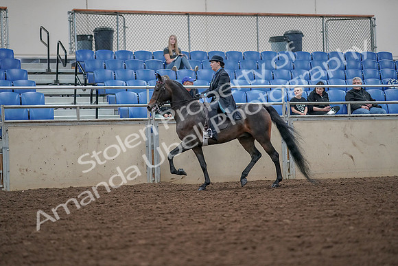 2019 Morgan Horse Show - Aug 30, 2019 - 15376