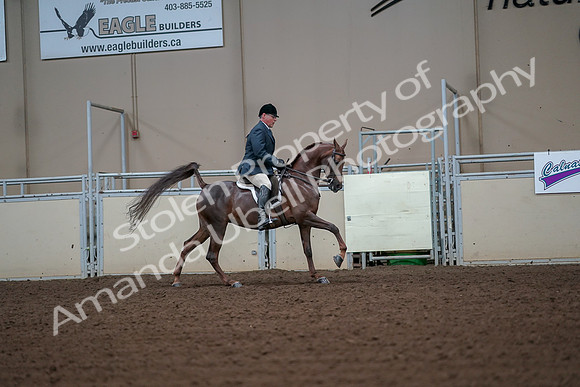 2019 Morgan Horse Show - Aug 30, 2019 - 17531