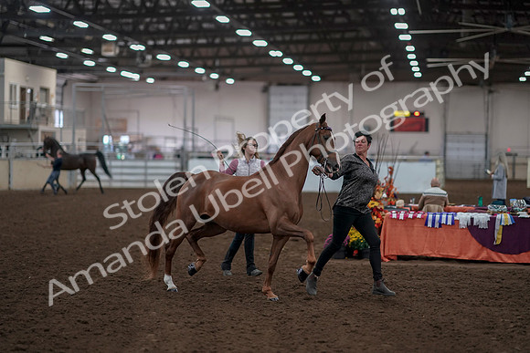 2019 Morgan Horse Show - Aug 31, 2019 - 01024