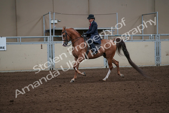 2019 Morgan Horse Show - Sept 01, 2019 - 11909