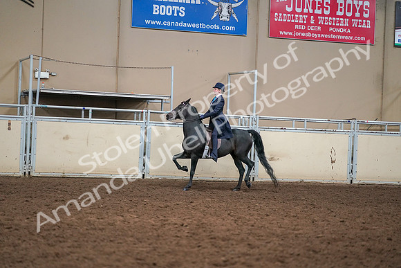 2019 Morgan Horse Show - Aug 30, 2019 - 12227
