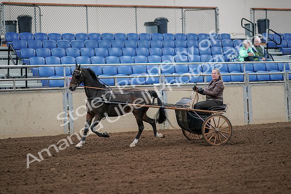 2019 Morgan Horse Show - Aug 30, 2019 - 13095