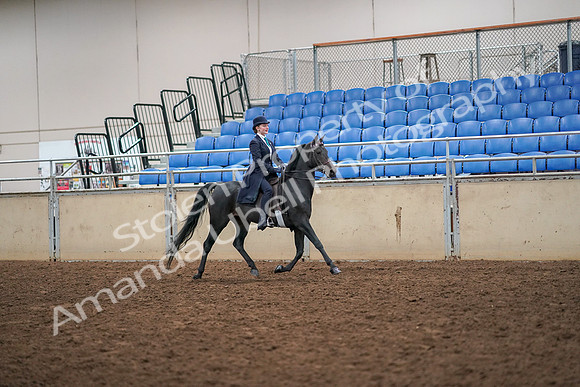 2019 Morgan Horse Show - Aug 30, 2019 - 12370