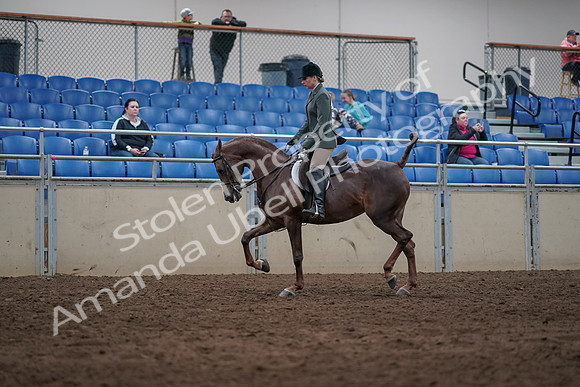 2019 Morgan Horse Show - Sept 01, 2019 - 08616