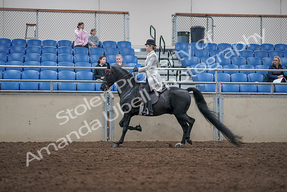 2019 Morgan Horse Show - Aug 31, 2019 - 09346
